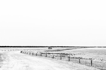 View from the viewpoint on the Etosha Pan. Monochrome
