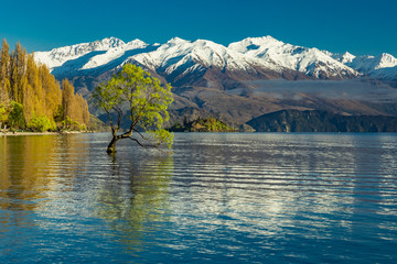 The Lonely tree of Lake Wanaka and snowy Buchanan Peaks, South Island, New Zealand