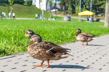 A duck standing on a walkway in the park on a summer sunny day.