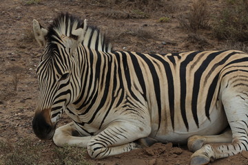 Zebra liegend