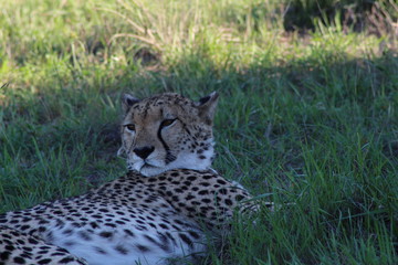 Gepard in Südafrika ( liegend)