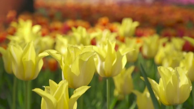  Close up of the yellow Tulips  in the flower field at Hitachi Seaside Park, Ibaraki, Japan. Slow motion - Flower with wind