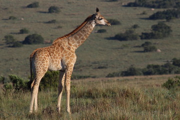 Naklejka na ściany i meble Giraffe in Südafrika