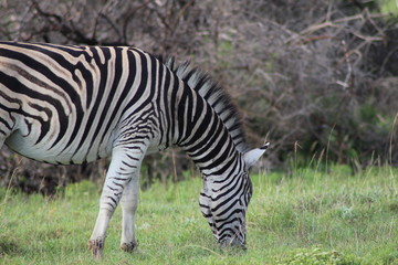 Fototapeta na wymiar fressendes Zebra in Afrika