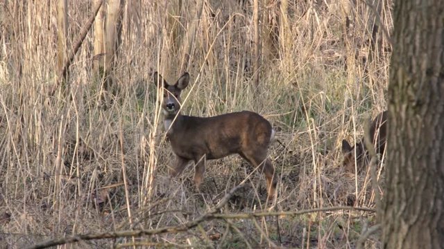 Fallow deer foraging  in forrest Nollebos in Vlissingen the Netherlands