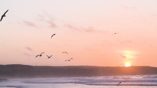 Slo-Mo Birds in the sunset
