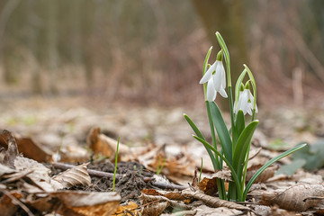 Snowdrops grow out of dry leaves in the forest in spring