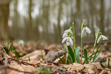 Snowdrops grow out of dry leaves in the forest in spring