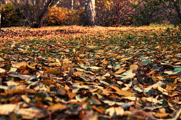 autumn leaves in the park