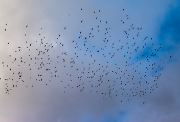 Flock of birds at the Russian Winter Sky