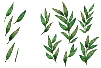 Watercolor green willow leaves and clip art elements set. Isolated hand drawn plants on white background.