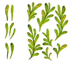 Watercolor green leaves and clip art elements set. Isolated hand drawn plants on white background.