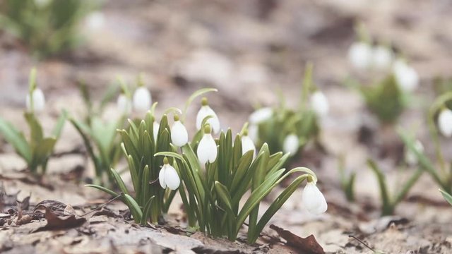 Group white blooming snowdrop folded or Galanthus plicatus in the forest background. Wind, light breeze, сloudy spring day, dolly shot, close up, shallow depts of the field, toned video, 59,94 fps