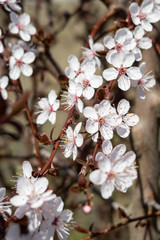 Wild cherry blossoms on a tree