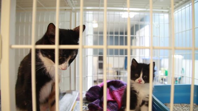 A cat and a kitten in their cage at an animal shelter
