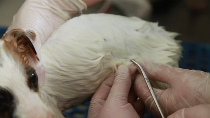 Close up of a veterinarian removing ticks from a cute puppy