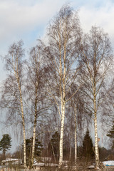 high birch trees in the countryside