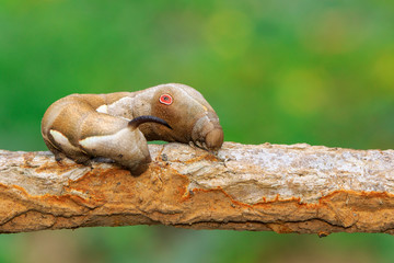 Image of brown caterpillar on branch on natural background. Worm. Insect. Animal.