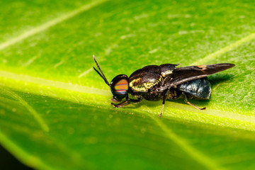 Image of Clubbed General Soldier fly, Stratiomys , Fly, Flies (Stratiomyidae) on green leaf. Insect. Animal.