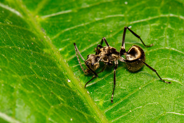 Image of an ant (Polyrhachis dives) on green leaf. Insect. Animal.