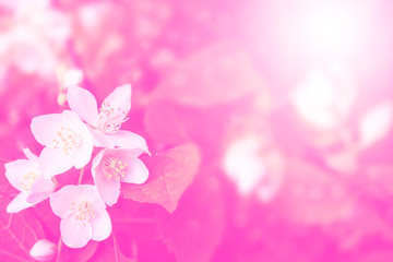 White jasmine The branch delicate spring flowers