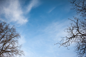 Empty trees above the blue sky