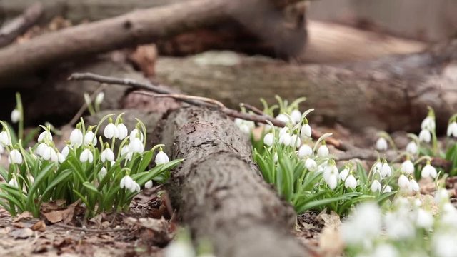 White blooming snowdrop folded or Galanthus plicatus near tree covered with moss in the forest background. Wind, light breeze, сloudy spring day, dolly shot, toned, slow motion Full HD video, 30 fps