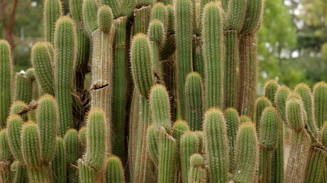 Group of Cardon Grande Cactus. Trichoncereus werdermanniaus. WIDE SHOT. PAN UP