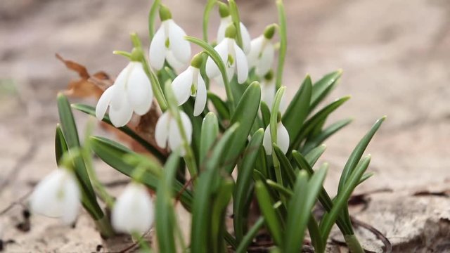 Group white blooming snowdrop folded or Galanthus plicatus in the forest background. Wind, light breeze, сloudy spring day, dolly shot, close up, shallow depts of the field, 59,94 fps