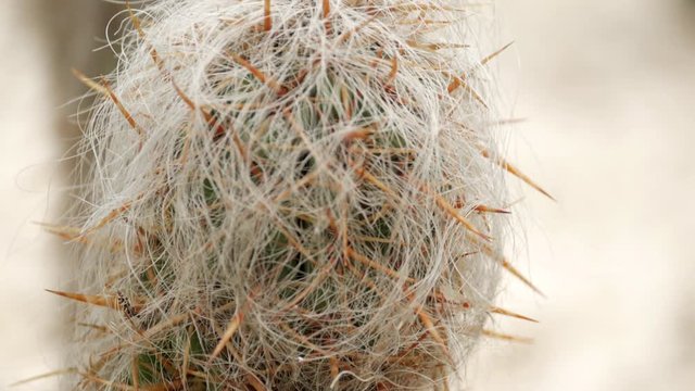 Espostoa Superba cactus. Also know as old Peruvian man. CLOSE UP SHOT. PAN UP.