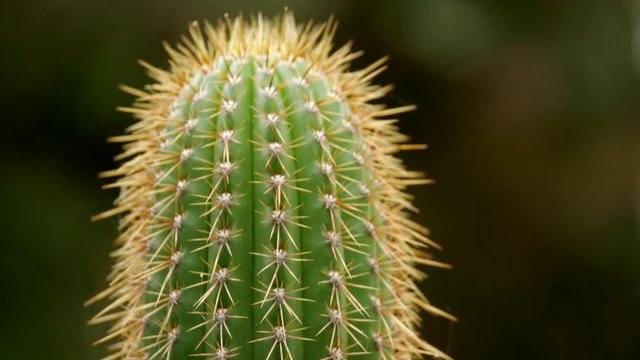 Cardon Grande, Trichocereus werdermannianus. CLOSE UP SHOT. PAN UP.