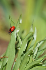 Close-up of Two Scarlet Lily Beetles During the Mating Phase, Nature, Macro