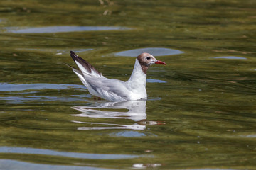 Lachmöwe