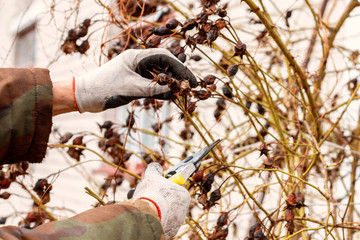 Gardener man pruning dry branches. Spring, care, nature, gardening.