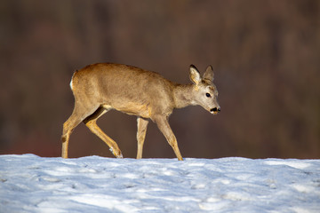 Fototapeta premium Young roe deer, capreolus capreolus, buck in winter walking on snow. Wild animal in nature during wintertime searching for food. Mammal in cold weather suffering from starvation.