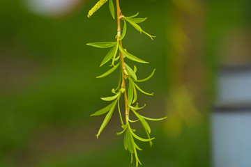 green leaves of a tree