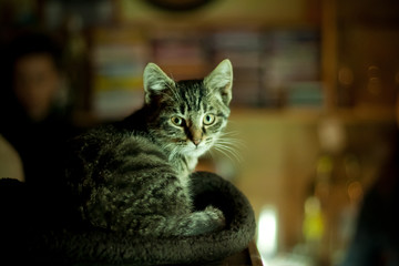 fluffy gray cat with stripes on fur