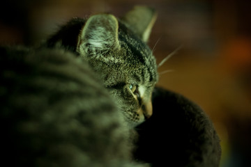 fluffy gray cat with stripes on fur