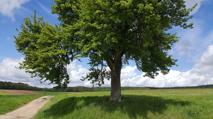 Schöner Baum