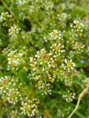 野原のペンペングサ