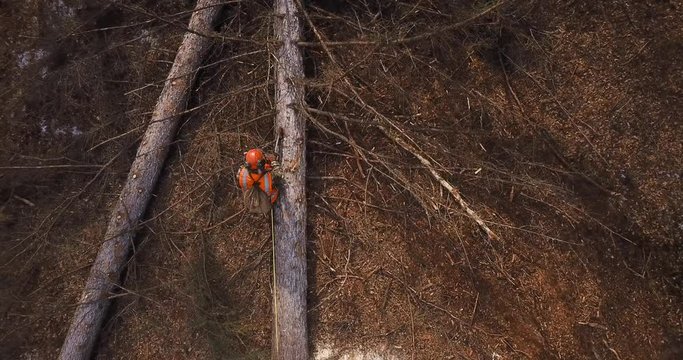 Lumberjack logger worker in protective gear cutting firewood timber tree in forest with chainsaw