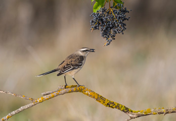 White banded Mockingbird, Patagonia, Argentina
