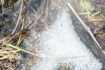  Melting snow among meadow grass. The beginning of spring