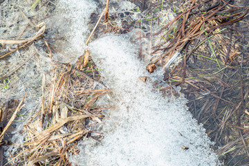  Melting snow among meadow grass. The beginning of spring