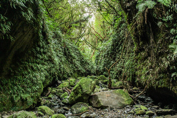 Nichols Falls Track near Dunedin in Otago, South Island, New Zealand
