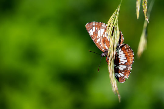 Neptis Rivularis