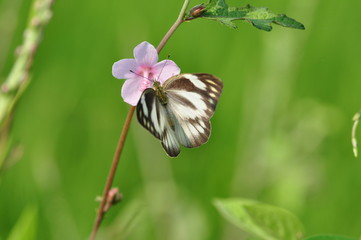 Butterfly on grass flower in the garden