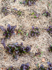 garden beds covered by straw with purple sprouts