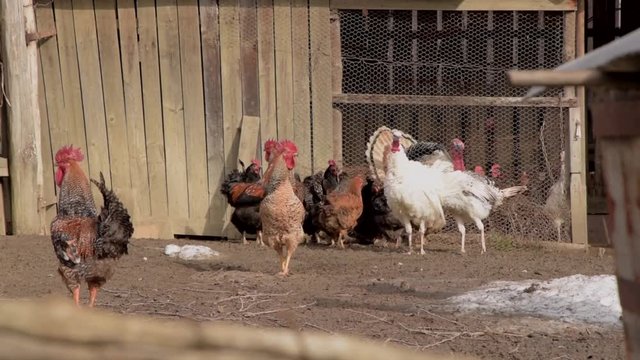 Hens, Turkeys and chickens standing in front of chicken-wire coop and wooden shed in a farmyard