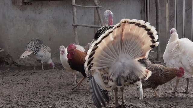 Turkey struts around farmyard displaying and spreading feathers with other birds feeding in background
